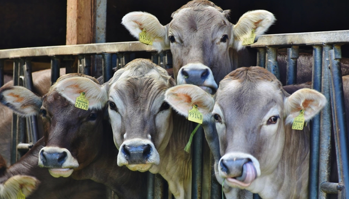 livestock farming